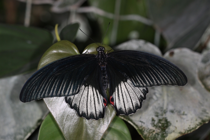 Sortie 1er aout - Papillorama - 025